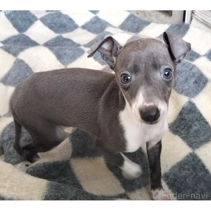 販売中の岐阜県のイタリアングレーハウンド(イタグレ)-443086の2枚目