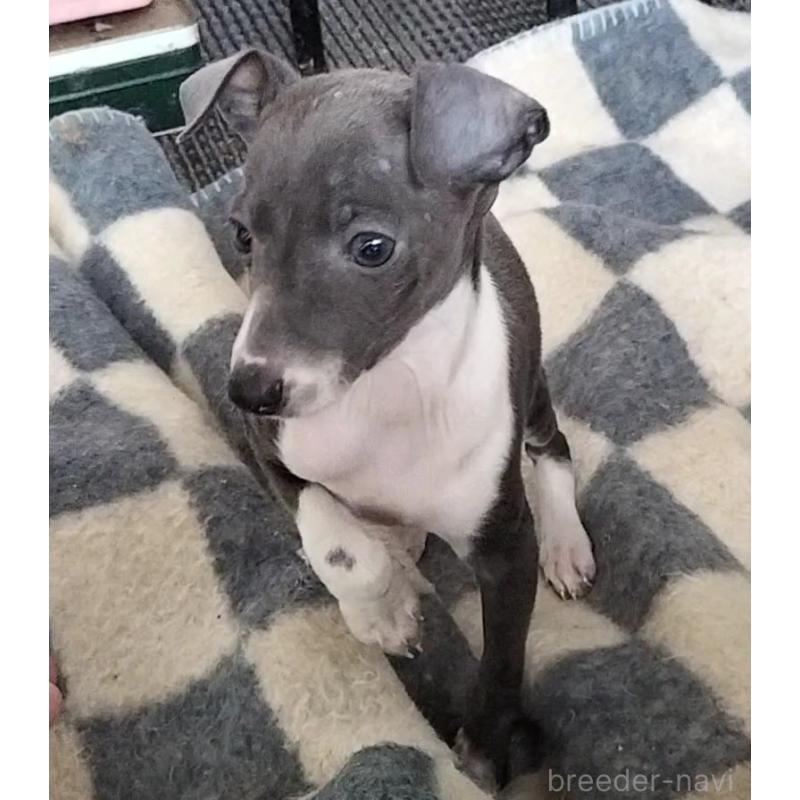 販売中の岐阜県のイタリアングレーハウンド(イタグレ)-443086