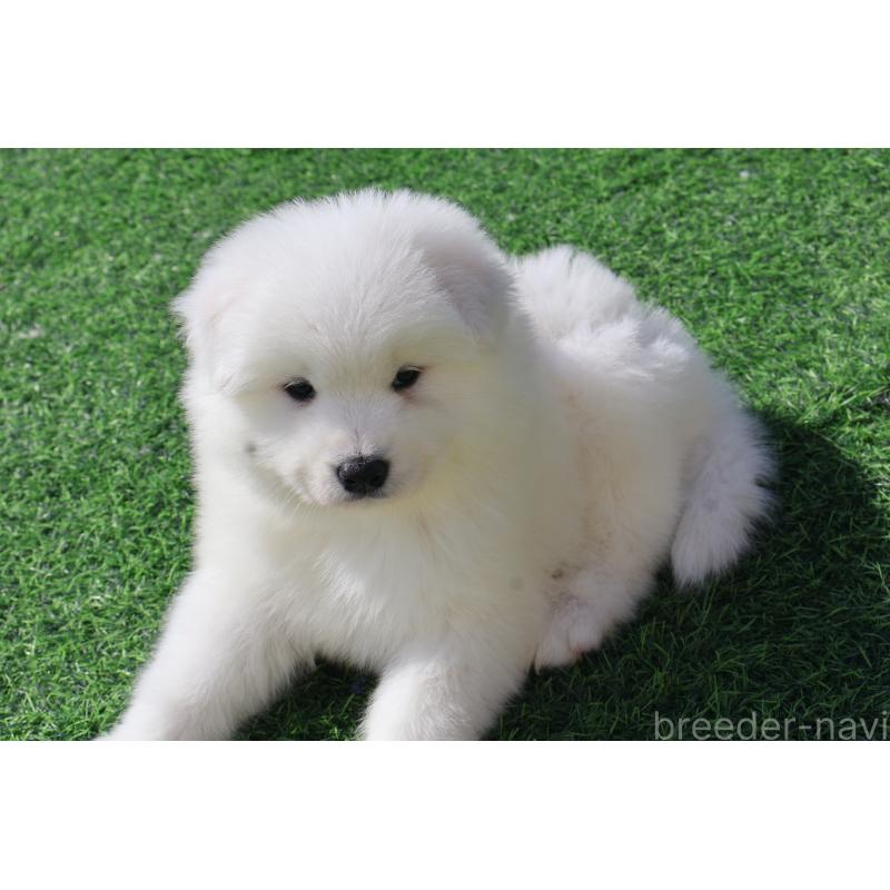 販売中の栃木県のサモエド-447629の6枚目
