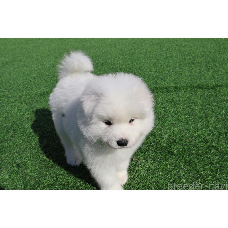 販売中の栃木県のサモエド-447629の5枚目