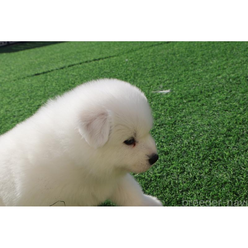 販売中の栃木県のサモエド-447629の4枚目