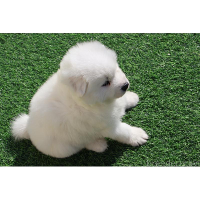 販売中の栃木県のサモエド-447629の3枚目