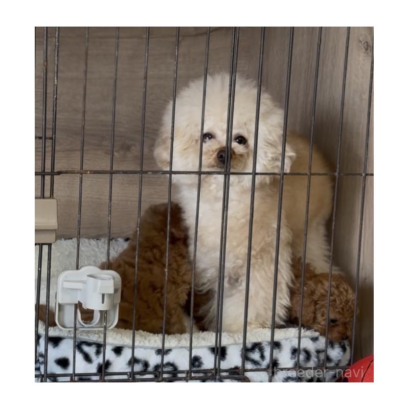 販売中の香川県のトイプードル-444967の4枚目