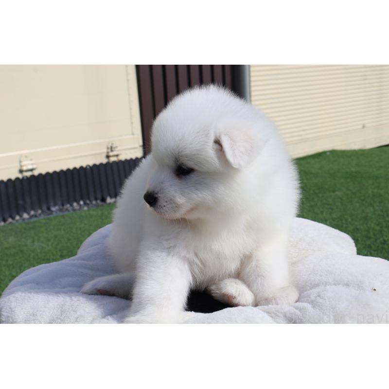 販売中の栃木県のサモエド-447629の2枚目