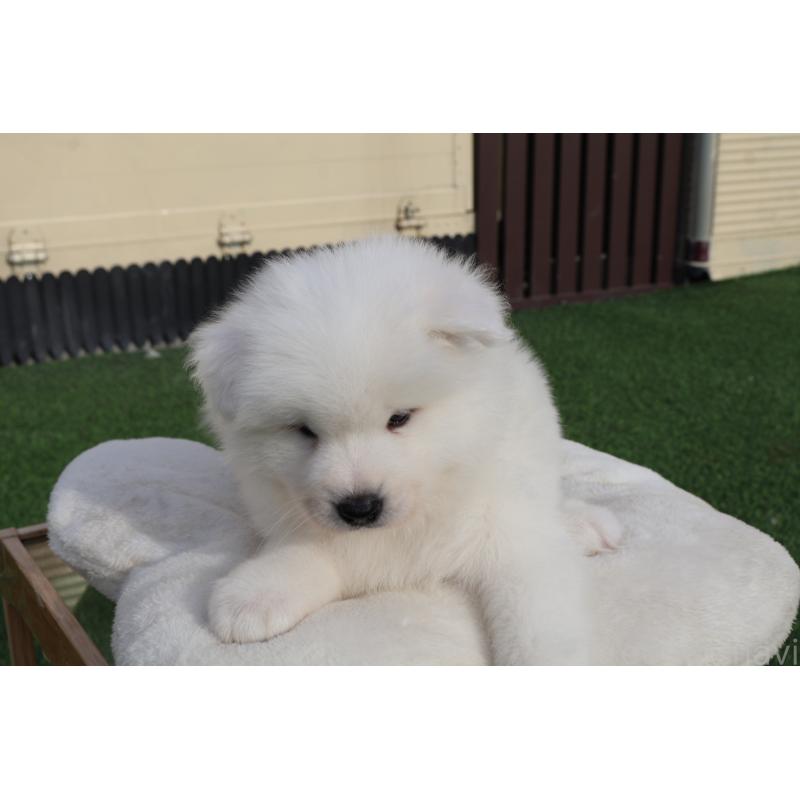 販売中の栃木県のサモエド-447630の6枚目
