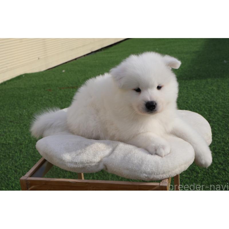 販売中の栃木県のサモエド-447630の5枚目