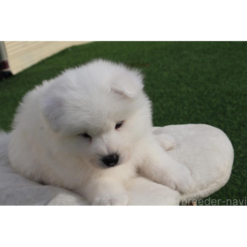 販売中の栃木県のサモエド-447630の4枚目