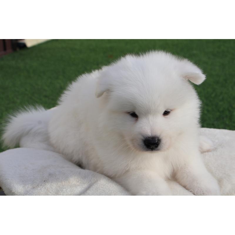 販売中の栃木県のサモエド-447630の3枚目