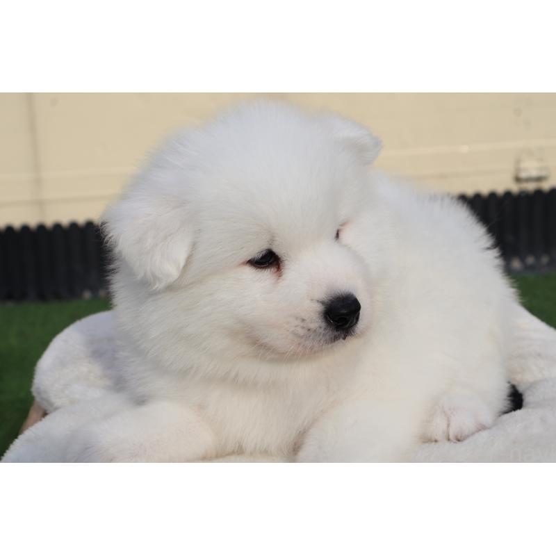 販売中の栃木県のサモエド-447630の2枚目