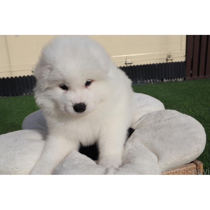 販売中の栃木県のサモエド-447633の7枚目