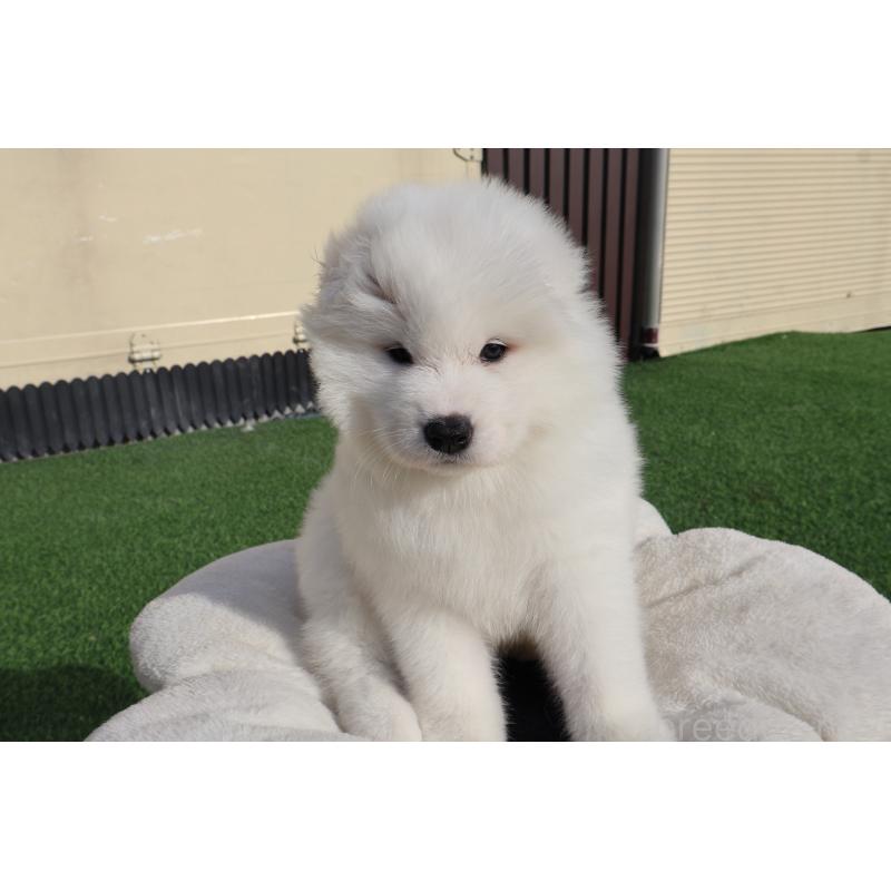 販売中の栃木県のサモエド-447633の6枚目