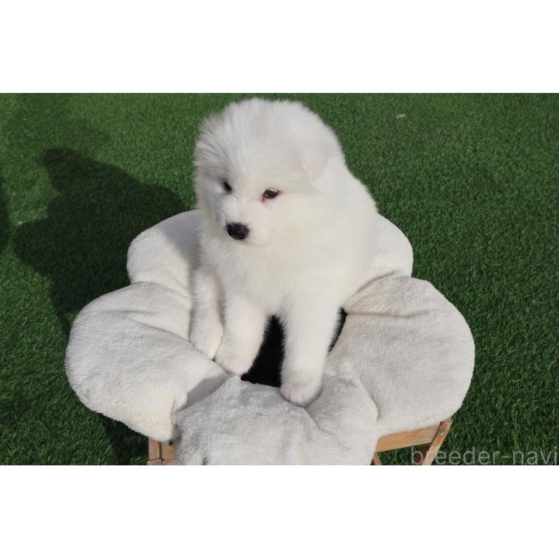 販売中の栃木県のサモエド-447633の5枚目