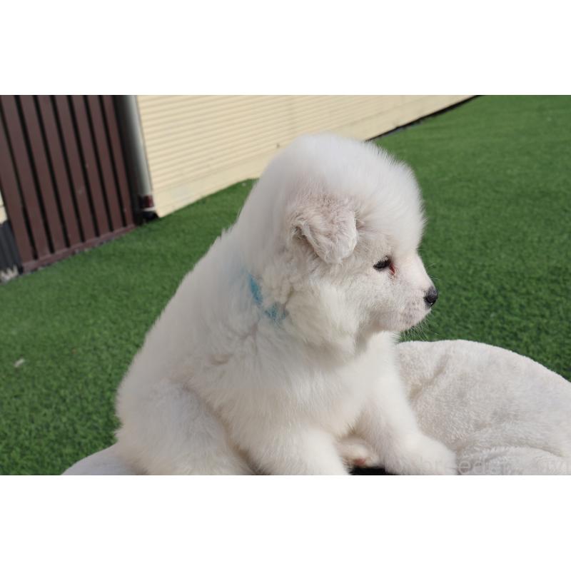 販売中の栃木県のサモエド-447633の4枚目