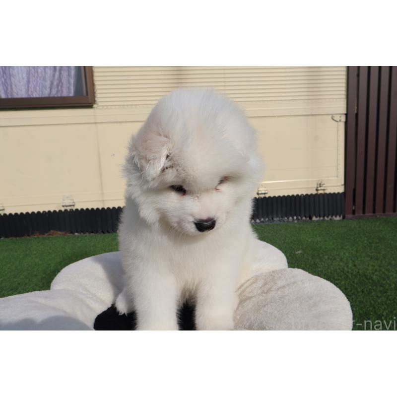 販売中の栃木県のサモエド-447633の3枚目
