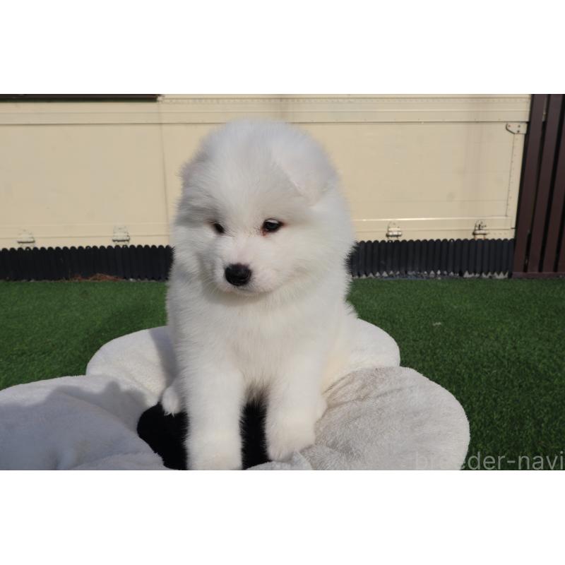 販売中の栃木県のサモエド-447633の2枚目