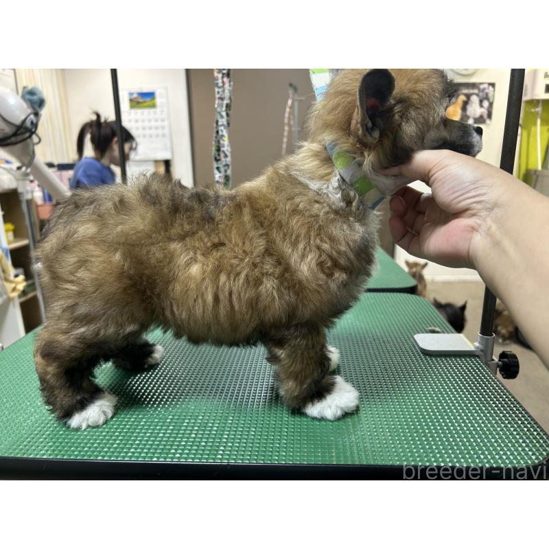 販売中の千葉県のチャイニーズクレステッドドッグ-448541の3枚目