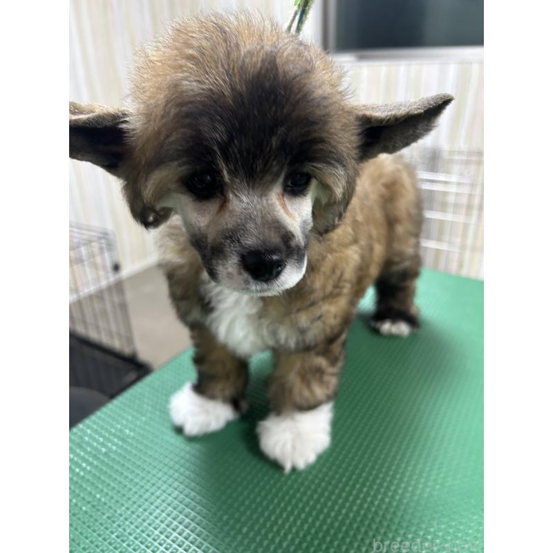 販売中の千葉県のチャイニーズクレステッドドッグ-448541の2枚目