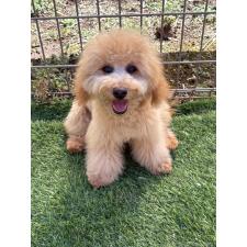 ♀︎ミックス犬