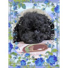 ♀︎タイニープードル