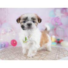 ♀︎マルシーズー:マルチーズ×シーズー