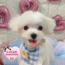 ♀︎マルチーズ