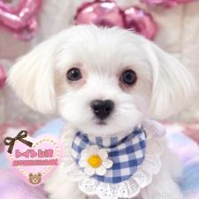 ♀︎マルチーズ