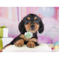 ♀︎ミニチュアダックスフンド(ロングヘアード)