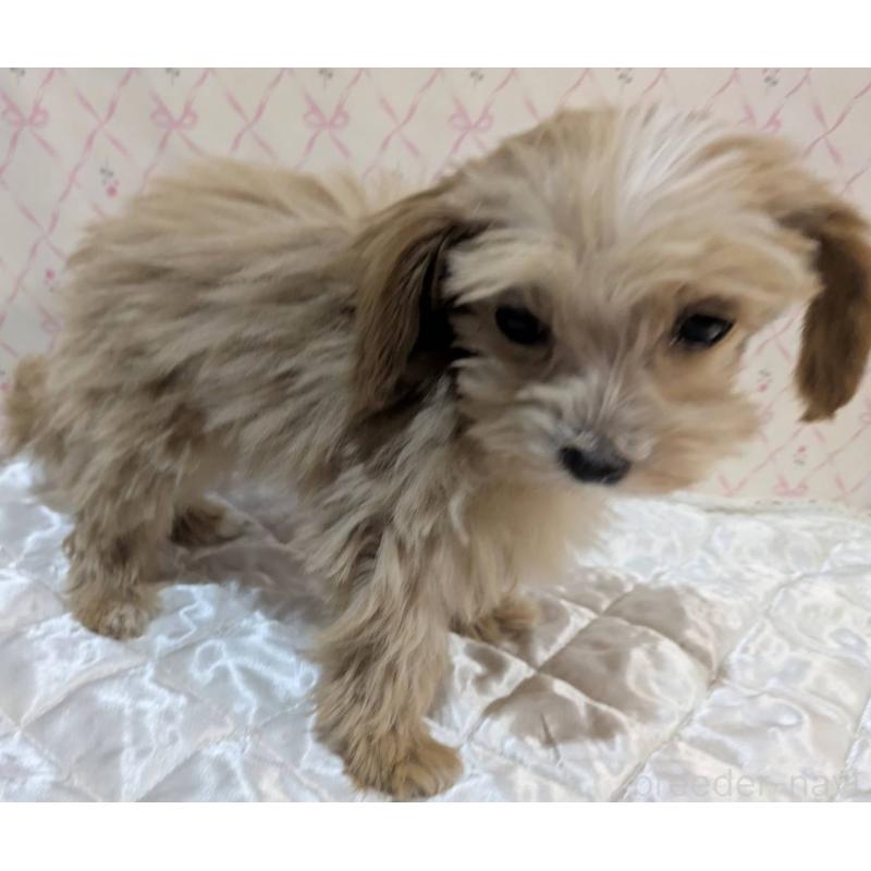 成約済の埼玉県のマルプー:マルチーズ×トイプードル-434618の32枚目