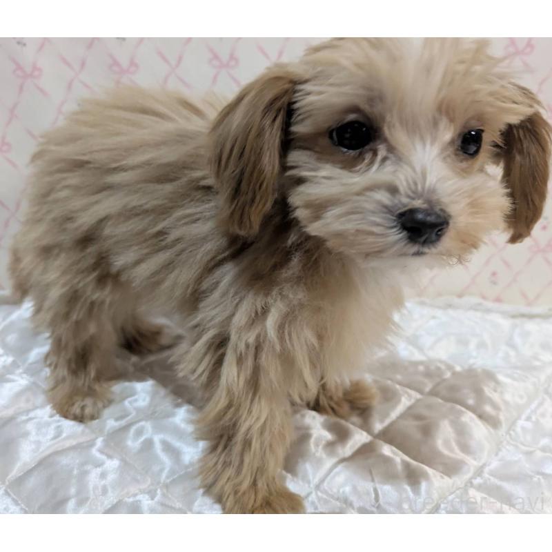 成約済の埼玉県のマルプー:マルチーズ×トイプードル-434618の31枚目