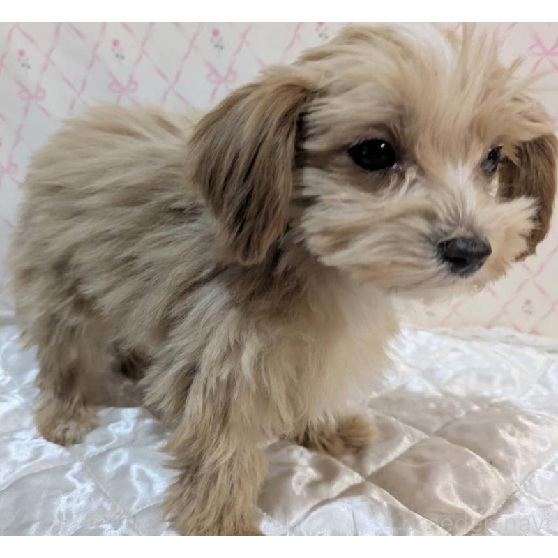 成約済の埼玉県のマルプー:マルチーズ×トイプードル-434618の30枚目