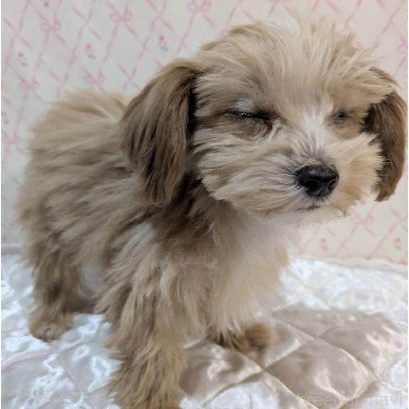 成約済の埼玉県のマルプー:マルチーズ×トイプードル-434618の29枚目