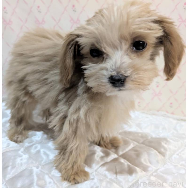 成約済の埼玉県のマルプー:マルチーズ×トイプードル-434618の28枚目