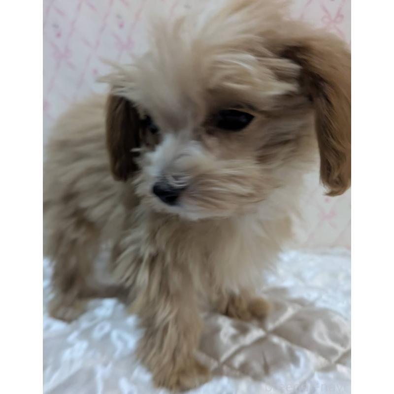 成約済の埼玉県のマルプー:マルチーズ×トイプードル-434618の27枚目