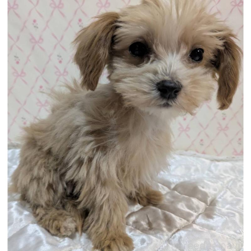 成約済の埼玉県のマルプー:マルチーズ×トイプードル-434618の26枚目