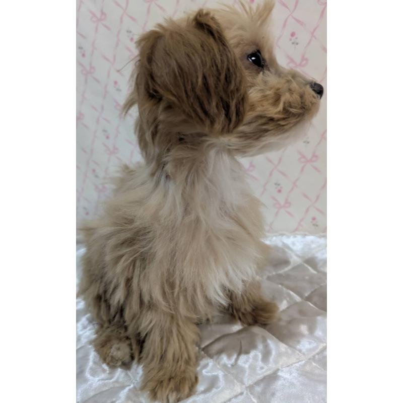 成約済の埼玉県のマルプー:マルチーズ×トイプードル-434618の25枚目