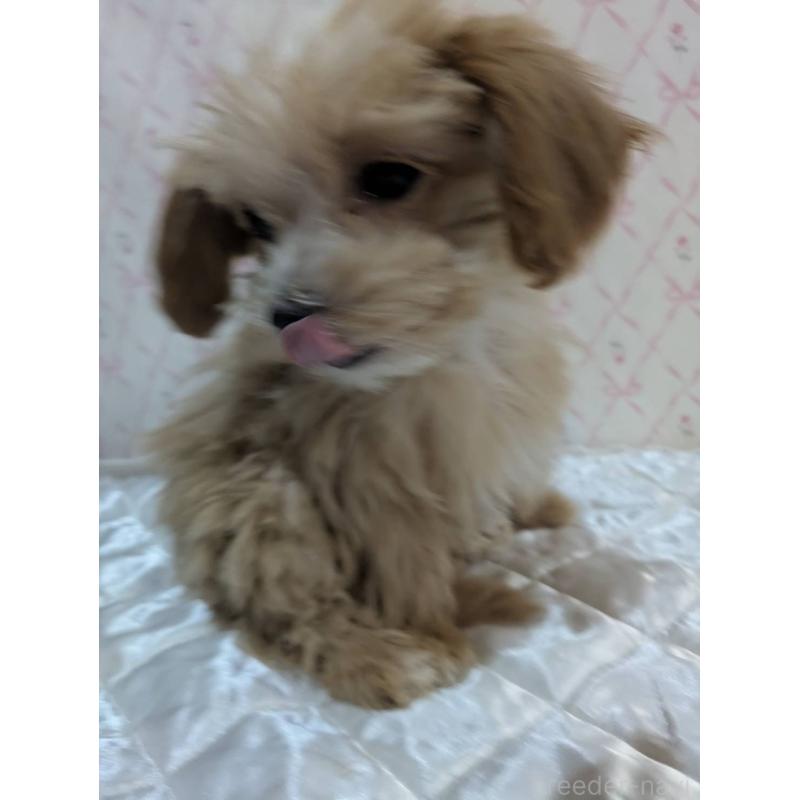 成約済の埼玉県のマルプー:マルチーズ×トイプードル-434618の24枚目