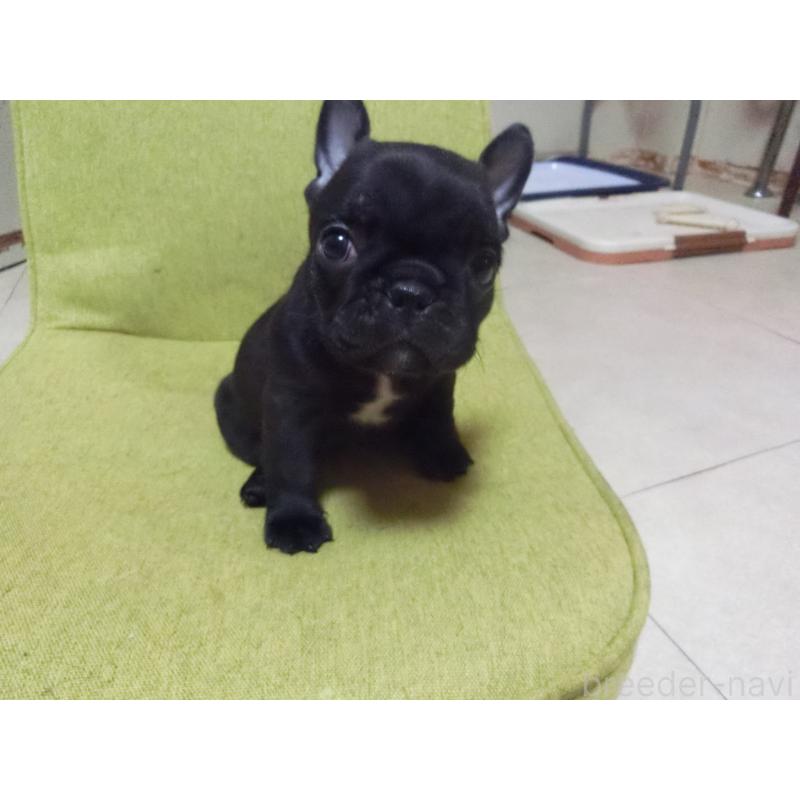 成約済の兵庫県のフレンチブルドッグ-447494の7枚目