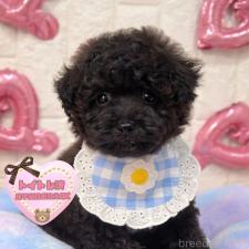 ♀︎タイニープードル