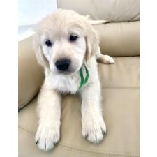 ♀︎ゴールデンレトリーバー