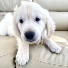 ♀︎ゴールデンレトリーバー