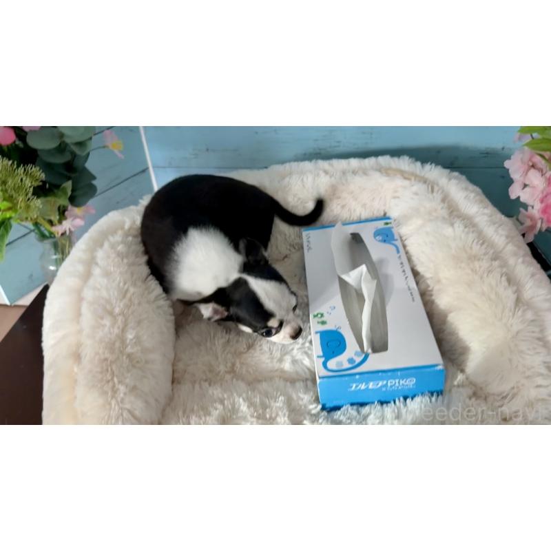 販売中の埼玉県のチワワ(スムースコート)-436110の8枚目