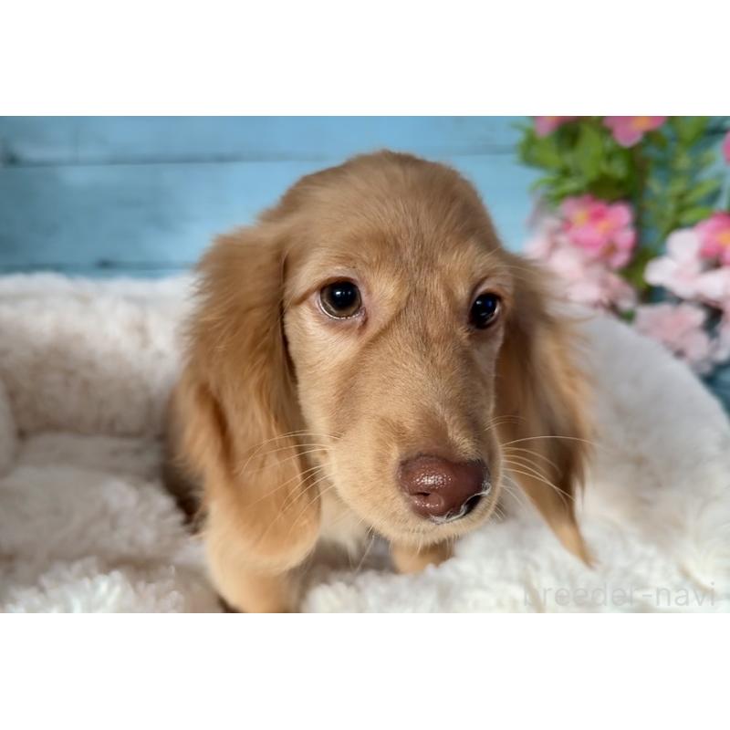 販売中の埼玉県のミニチュアダックスフンド(ロングヘアード)-442738の7枚目