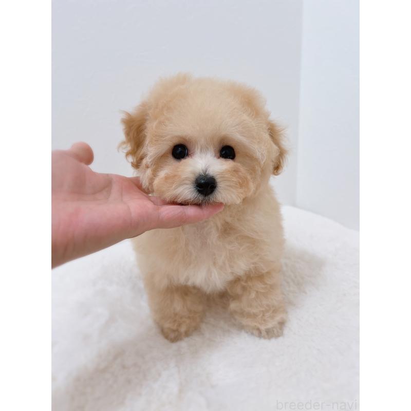 販売中の福岡県のティーカッププードル-443305の5枚目