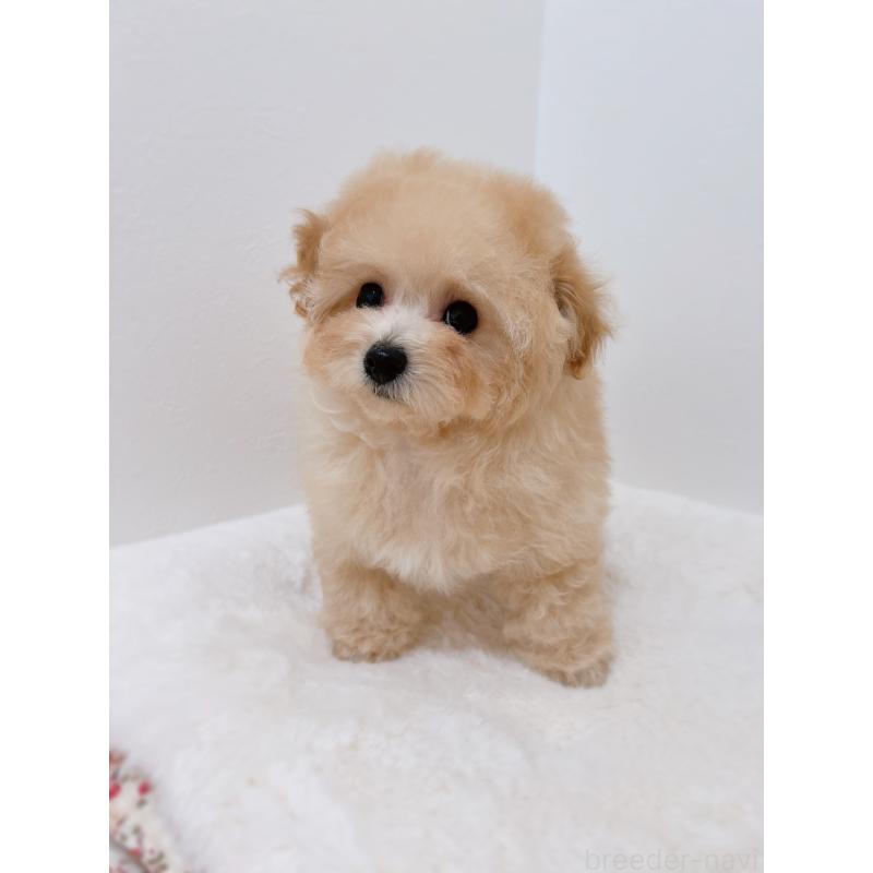 販売中の福岡県のティーカッププードル-443305の4枚目