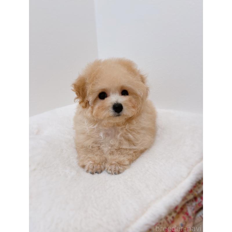 販売中の福岡県のティーカッププードル-443305の3枚目