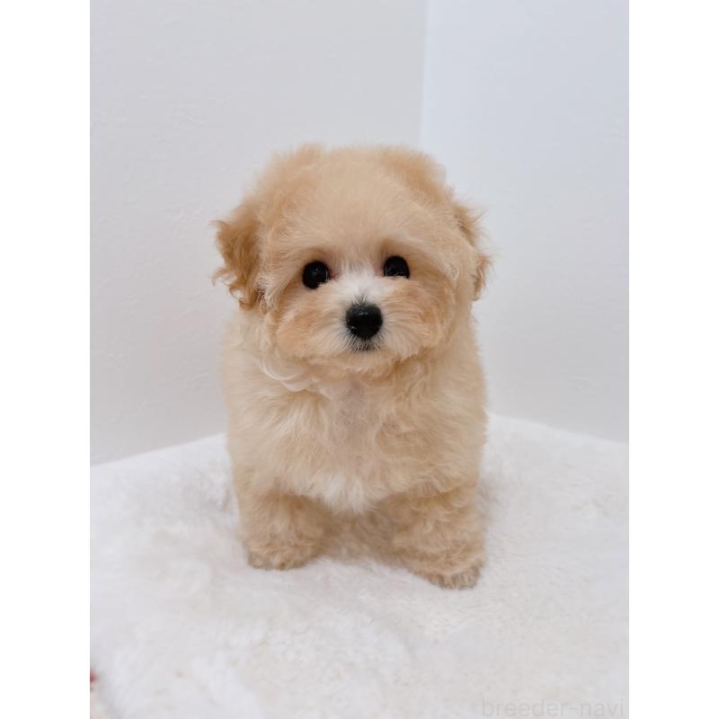 販売中の福岡県のティーカッププードル-443305の2枚目