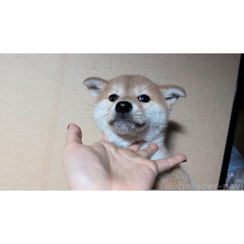 成約済の茨城県の柴犬-443940の2枚目