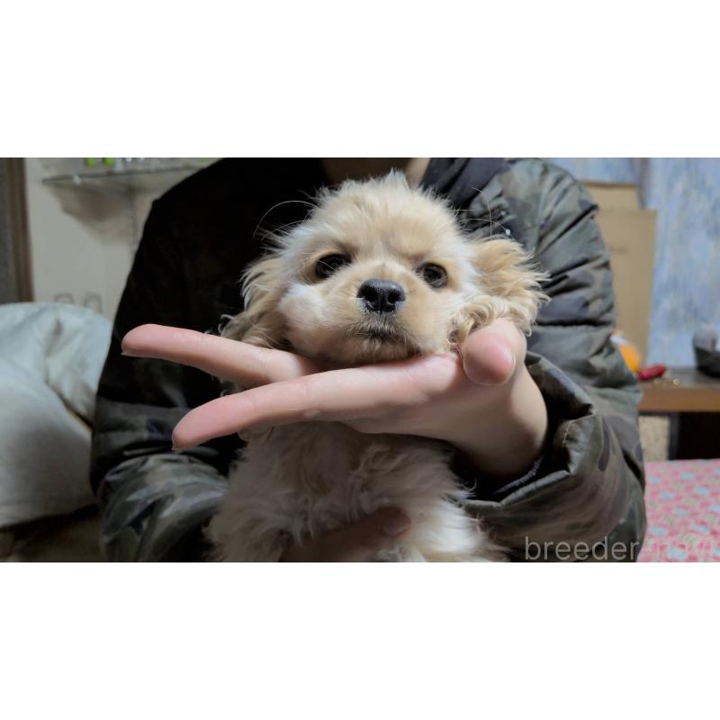 販売中の茨城県のアメリカンコッカースパニエル-443929