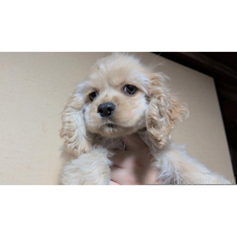 販売中の茨城県のアメリカンコッカースパニエル-443929の6枚目