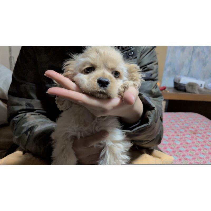 販売中の茨城県のアメリカンコッカースパニエル-443929の5枚目